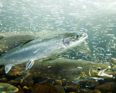 Cocaine pollution in rivers and lakes may disrupt behaviour of salmon, study finds