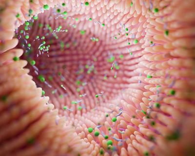 Gut microbiome can reveal risk of Parkinson’s, scientists say