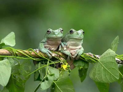 Over 1,000 toads feared dead after Welsh reservoir drained: What causes mass amphibian deaths?