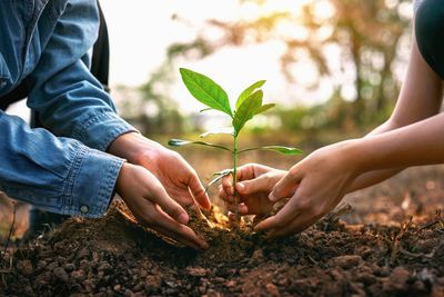 The ‘Native’ Advantage: Why Local Plants Save You Hundreds in Maintenance