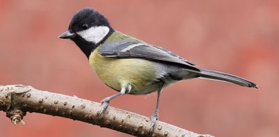 Paris has successfully cut noise pollution, but urban birds still can’t sing at their natural pitch