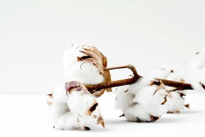 Cotton Pulling Back on Monday Morning