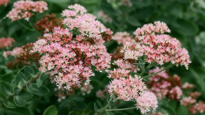 The Low-Maintenance, Drought-Proof Perennial Set to Dominate 2026 – Why Sedum is Every Gardener’s New Go-To