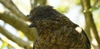 How Bruce the half-beak kea weaponised his disability to become the alpha bird