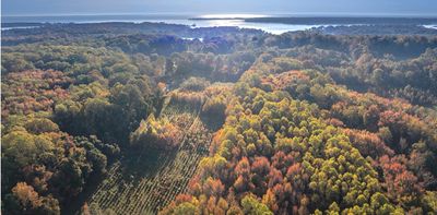 Don’t just plant trees, plant forests to restore biodiversity for the future