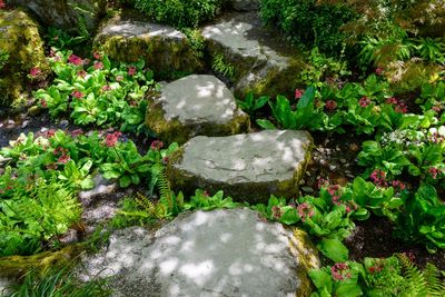 Beat the Summer Heat: The Budget Way to Shade Your Plants for Free