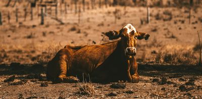 Overheated cows, flooded highways, and now a fuel crisis: why Australia’s food system is in big trouble