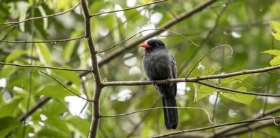 Birds and monkeys in the Amazon share information via ‘internet of the forest’: new research