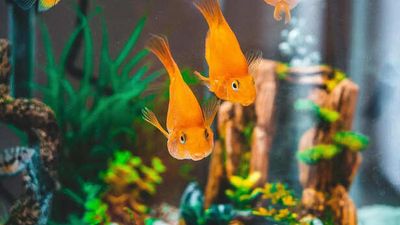 Color-Enhancing Diets for Ornamental Fish: Myth or Science?