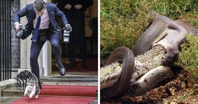 75 Animal Photos So Iconic They Went Viral All Over The World