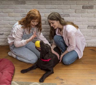 Training Mistakes That Make Your Pet More Stubborn