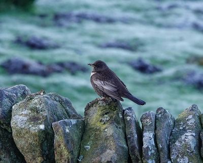 Country diary: The most magical of frost-coated mornings