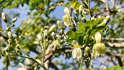 ‘Miracle tree’ removes 98% of microplastics from drinking water, outperforming chemical alternatives