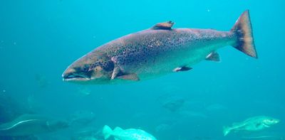Coked to the gills? Cocaine-laced wastewater can make salmon roam twice as far