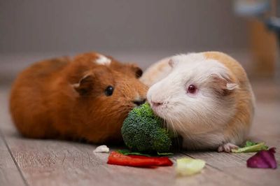 Why Small Pets Like Rabbits and Hamsters Need Special Care
