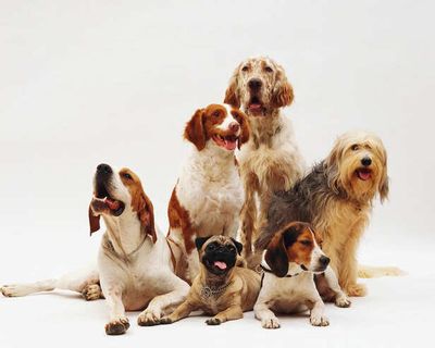 Which Dog Breed Matches Your Personality?