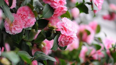 What Your Camellia Needs In April – 5 Expert-Backed Tasks For Better Blooms Next Year