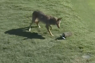 Coyote tries to steal microphone during major golf tournament