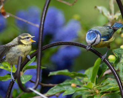 Experts call for restrictions on pet flea treatments that harm UK songbirds