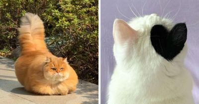 This Page Shared 40 Funny Pics With Cats Who Have Absolutely No Respect For Rules, Logic, Or Personal Space