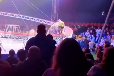 Chaos erupts as tiger leaps into crowd after circus barrier collapses