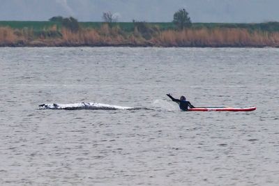 Why hopes are fading for Timmy the whale