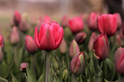 Abrupt weather swing threatens flower farms ahead of Mother’s Day rush