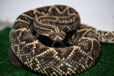 Mystery spike of snake attacks in California has already killed three as researchers scramble to find cause