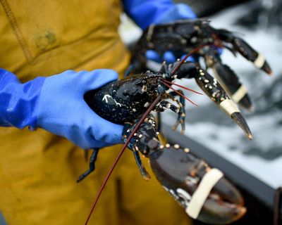 UK agriculture deal with EU will not remove all red tape, peers told