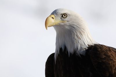 Congress will vote to expand ‘God Squad’ reach and gut endangered species protections – on Earth Day