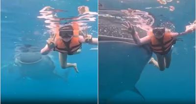 She Was Posing Underwater… Then a Giant Whale Shark Appeared Behind Her