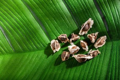 Seeds from ‘miracle tree’ filter microplastics from drinking water