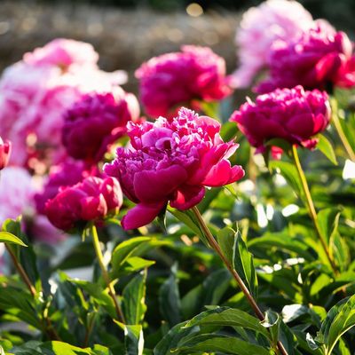 How to fertilise your peonies in April – garden experts share their top feeding tips for bigger, better blooms