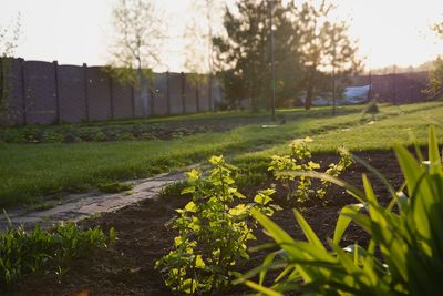 The Solar-Powered Trick: Using Free Heat to Triple Your Growing Season