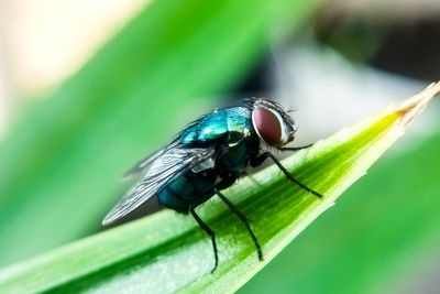 Cow-killing screwworm is ‘dangerously close’ to the Texas border as officials told to act now