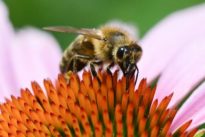 Climate change extends hay fever season for weeks