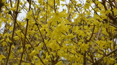 What to Do With Forsythia in April – 3 Jobs to Do Now to Guarantee Glorious Displays Next Spring