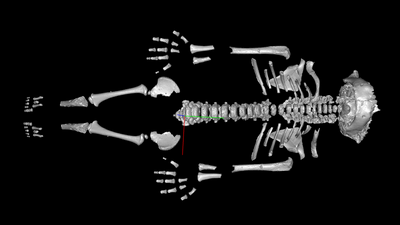 Neanderthal toddlers grew faster than modern humans, probably because of the harsh environment they evolved in
