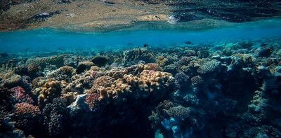 Coral reefs are secretly connected across vast oceans – and that’s crucial for their survival