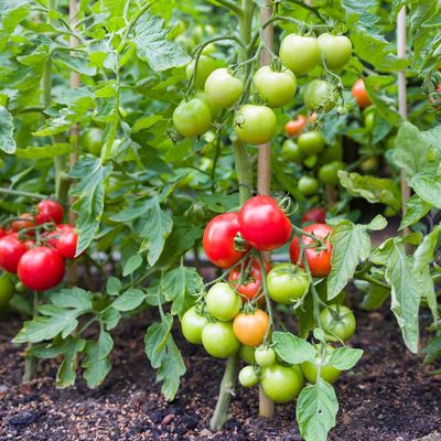 What to do with tomato plants in April – 5 vital tasks experts say to do now for a bountiful harvest and juicy, tasty produce