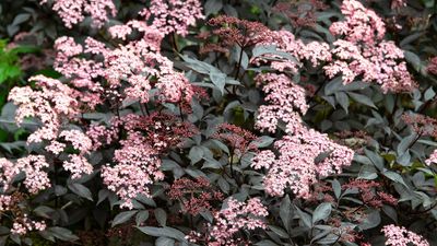 5 Plant-and-Forget Shrubs That Practically Take Care of Themselves – Effortless Picks to Fill Your Borders
