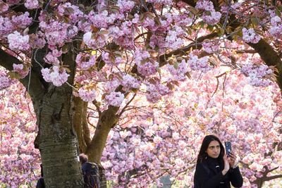 Pollen season in UK and mainland Europe extended by climate breakdown