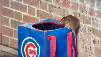 Wrigley Field Rat, Running Wild, Spooks the Phillies’ Dugout in Hilarious Moment