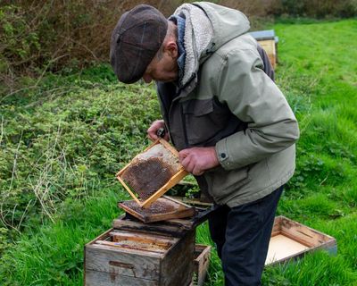 Country diary: A beekeeper’s lament – ‘Why did none of my bees survive winter?’