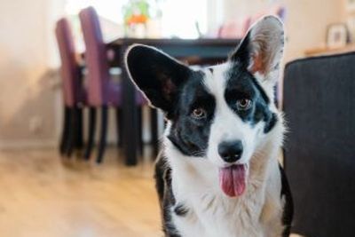 This quick game may be the best activity to improve bonding with your dog