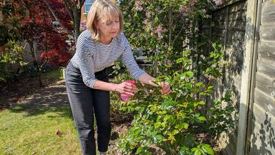 I’m a gardener and I use this simple 2-ingredient kitchen spray to keep aphids off my roses