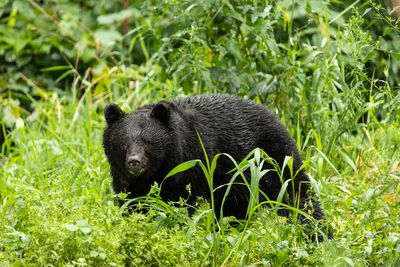 Woman’s body found in northeastern Japan after bear attacks police officer
