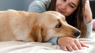 Signs Your Pet Might Have A Food Allergy