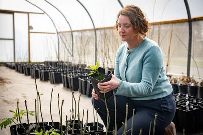 Trees being destroyed by disease could be saved by breakthrough discovery