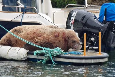 Onlookers urged to give walrus spotted in harbour space to rest